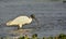 Threskiornis melanocephalus or the Black-headed Ibis - Wading in a river