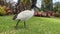 Threskiornis molucca - the Australian white ibis