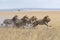 A thrilling image of multiple zebras and a lion running energetically across a vast field, A pack of lions stealthily hunting