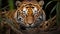 The Thrilling World of Bengal Tigers