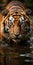 The Thrilling World of Bengal Tigers