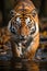 The Thrilling World of Bengal Tigers