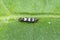 Thrips Thysanoptera. Its predatory insect.