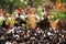 Thrissur Pooram Festival