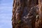 She thrives on risk... thats why she likes rock climbing. a female climber scaling a rock face.