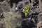 Thriving in Adversity: Eve\\\'s Pin Cactus Amidst Rocks and Wreckage