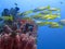Thriving coral reef alive with marine life and fish, Bali