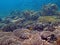 Thriving  coral reef alive with marine life and shoals of fish