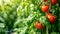 Thriving in Harmony: Organic Basil and Tomato Plants Flourish Together in a Greenhouse for a Bountif