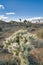 Thriving Joshua tree plant in the desert grassland at Joshua Tree National Park