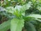 thriving singalawang leaves