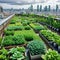 A thriving urban rooftop garden in the heart of the