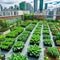 A thriving urban rooftop garden in the heart of the