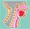Throat Head Face Anatomy Vector Diagram