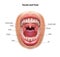 Throat and tonsils. Oral cavity. Medical scheme.