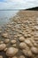 Thrombolites of Lake Clifton