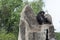 The throne of the king-Chimpanzee-Pan troglodytes