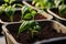 Throughout the season, pepper seedlings are raised in pots in a greenhouse