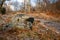 A Throwing Axe Leaning on a Rock in an Autumn Field