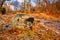 A Throwing Axe Leaning on a Rock in an Autumn Field