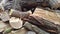 Throwing firewood on a pile. Stack with firewood