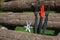 Throwing knife and Shuriken throwing star, on wooden backgroun
