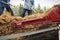 Throwing wheat into a threshing machine with pitch forks