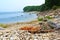 Thrown out the sea waves trunks of trees on the beach. Bleached seawater timber on the pebbled shore. Tinted photo