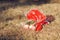 Thrown red bouquet of wilted flowers on the dry grass under the summer sun