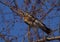 Thrush bird, fieldfare, snowbird on a tree in winter forest