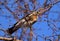 Thrush bird, fieldfare, snowbird on a tree in winter forest