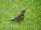 Thrush bird on green spring grass