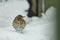 Thrush bird sitting in snow