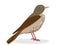 Thrush bird. Songbird icon for nature desogn.