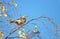 Thrush bird on tree branch