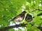 Thrush birds on tree branch