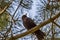 Thrush black sits on a branch