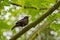 Thrush black sits on a branch