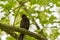 Thrush black sits on a branch