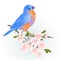 Thrush Bluebird watercolor on a sakura cherry branch pink  flower with leaves sprig background  vintage vector illustration