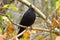 Thrush on branch