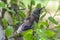 Thrush chick fell out of nest in the forest