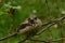 Thrush chick tranquil sits on a branch in the morning sunlight