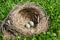 Thrush eggs in a nest on the grass