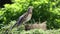 Thrush fieldfare in the natural environment