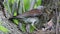 Thrush Fieldfare (Turdus pilaris) feeding chicks in the nest