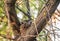 Thrush fieldfare, Turdus pilaris, in a nest with chicks