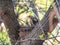 Thrush fieldfare, Turdus pilaris, in a nest with chicks