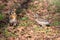 Thrush fieldfare, Turdus pylaris, with its fledglings is looking for worms on the spring lawn