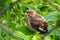 Thrush fledgling.